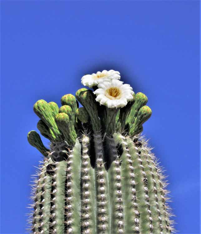 blooming saguaro